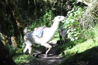 Canon EOS 5D Mark II, 2010:04:28 09:02:33 -- 1/100 sec, f/4.0.  No Flash, Compulsory.5616x3744 Off.