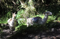 Canon EOS 5D Mark II, 2010:04:28 09:02:42 -- 1/100 sec, f/4.5.  No Flash, Compulsory.5616x3744 Off.