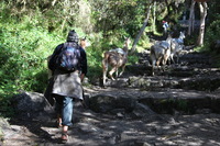 Canon EOS 5D Mark II, 2010:04:28 09:03:10 -- 1/100 sec, f/4.0.  No Flash, Compulsory.5616x3744 Off.