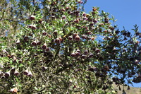 Canon EOS 5D Mark II, 2010:04:28 09:34:18 -- 1/80 sec, f/8.0.  No Flash, Compulsory.5616x3744 Off.