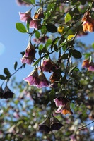 Canon EOS 5D Mark II, 2010:04:28 09:34:30 -- 1/80 sec, f/10.0.  No Flash, Compulsory.5616x3744 Off.