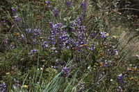 Canon EOS 5D Mark II, 2010:04:28 12:22:05 -- 1/80 sec, f/13.0.  No Flash, Compulsory.5616x3744 Off.