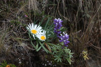 Canon EOS 5D Mark II, 2010:04:28 12:25:53 -- 1/80 sec, f/8.0.  No Flash, Compulsory.5616x3744 Off.