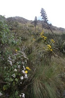 Canon EOS 5D Mark II, 2010:04:28 12:34:43 -- 1/80 sec, f/7.1.  No Flash, Compulsory.5616x3744 Off.