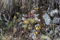 Canon EOS 5D Mark II, 2010:04:28 12:36:03 -- 1/80 sec, f/4.5.  No Flash, Compulsory.5616x3744 Off.