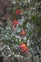 Canon EOS 5D Mark II, 2010:04:28 16:05:23 -- 1/100 sec, f/4.5.  No Flash, Compulsory.5616x3744 Off.