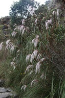 Canon EOS 5D Mark II, 2010:04:28 16:07:36 -- 1/80 sec, f/5.6.  No Flash, Compulsory.5616x3744 Off.