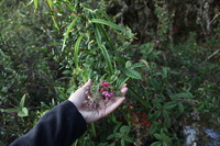 Canon EOS 5D Mark II, 2010:04:28 17:22:38 -- 1/50 sec, f/5.0.  No Flash, Compulsory.5616x3744 Off.