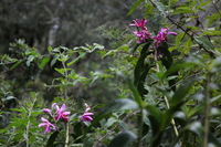 Canon EOS 5D Mark II, 2010:04:29 18:19:28 -- 1/100 sec, f/4.0.  No Flash, Compulsory.5616x3744 Off.