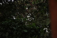 Canon EOS 5D Mark II, 2010:05:02 06:52:06 -- 1/60 sec, f/4.0.  No Flash, Compulsory.5616x3744 Off.