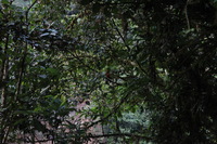 Canon EOS 5D Mark II, 2010:05:02 06:54:52 -- 1/50 sec, f/4.0.  No Flash, Compulsory.5616x3744 Off.