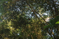 Canon EOS 5D Mark II, 2010:05:02 07:17:01 -- 1/125 sec, f/4.0.  No Flash, Compulsory.5616x3744 Off.