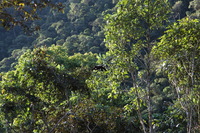 Canon EOS 5D Mark II, 2010:05:02 08:01:15 -- 1/100 sec, f/4.0.  No Flash, Compulsory.5616x3744 Off.