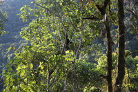 Canon EOS 5D Mark II, 2010:05:02 08:04:23 -- 1/125 sec, f/4.0.  No Flash, Compulsory.5616x3744 Off.
