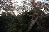 Canon EOS 5D Mark II, 2010:05:05 18:15:28 -- 1/50 sec, f/5.0.  No Flash, Compulsory.5616x3744 Off.