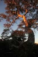 Canon EOS 5D Mark II, 2010:05:05 18:15:45 -- 1/80 sec, f/6.3.  No Flash, Compulsory.5616x3744 Off.