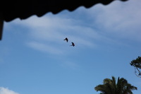 Canon EOS 5D Mark II, 2010:05:05 09:28:39 -- 1/400 sec, f/8.0.  No Flash, Compulsory.5616x3744 Off.