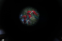 Canon EOS 5D Mark II, 2010:05:05 09:36:17 -- 1/60 sec, f/8.0.  No Flash, Compulsory.5616x3744 Off.