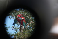 Canon EOS 5D Mark II, 2010:05:05 09:41:54 -- 1/60 sec, f/4.0.  No Flash, Compulsory.5616x3744 Off.