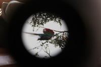 Canon EOS 5D Mark II, 2010:05:05 09:51:32 -- 1/60 sec, f/4.0.  No Flash, Compulsory.5616x3744 Off.