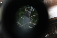 Canon EOS 5D Mark II, 2010:05:05 09:58:19 -- 1/40 sec, f/4.0.  No Flash, Compulsory.5616x3744 Off.