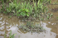 Canon EOS 5D Mark II, 2010:05:05 10:07:02 -- 1/250 sec, f/6.3.  No Flash, Compulsory.5616x3744 Off.