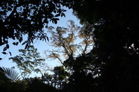 Canon EOS 5D Mark II, 2010:05:05 17:05:07 -- 1/100 sec, f/7.1.  No Flash, Compulsory.5616x3744 Off.