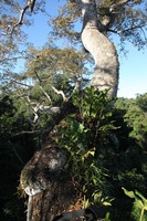 Canon EOS 5D Mark II, 2010:05:05 17:17:26 -- 1/100 sec, f/7.1.  No Flash, Compulsory.5616x3744 Off.