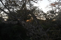 Canon EOS 5D Mark II, 2010:05:05 18:15:58 -- 1/80 sec, f/5.0.  No Flash, Compulsory.5616x3744 Off.