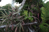 Canon EOS 5D Mark II, 2010:05:05 18:20:22 -- 1/25 sec, f/4.0.  No Flash, Compulsory.5616x3744 Off.