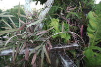 Canon EOS 5D Mark II, 2010:05:05 18:20:36 -- 1/25 sec, f/4.0.  No Flash, Compulsory.5616x3744 Off.