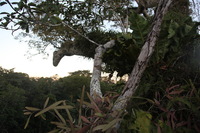 Canon EOS 5D Mark II, 2010:05:05 18:20:51 -- 1/30 sec, f/4.0.  No Flash, Compulsory.5616x3744 Off.