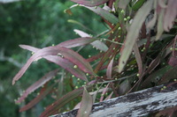 Canon EOS 5D Mark II, 2010:05:05 18:24:57 -- 1/60 sec, f/4.0.  No Flash, Compulsory.5616x3744 Off.