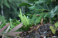 Canon EOS 5D Mark II, 2010:05:05 18:25:14 -- 1/80 sec, f/4.0.  No Flash, Compulsory.5616x3744 Off.