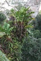 Canon EOS 5D Mark II, 2010:05:05 18:25:59 -- 1/50 sec, f/4.0.  No Flash, Compulsory.5616x3744 Off.