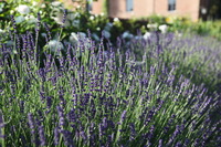Canon EOS 5D Mark II, 2010:05:31 12:25:44 -- 1/125 sec, f/6.3.  No Flash, Compulsory.5616x3744 Off.