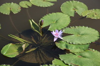 Canon EOS 5D Mark II, 2010:07:04 09:34:10 -- 1/250 sec, f/6.3.  No Flash, Compulsory.5616x3744 Off.