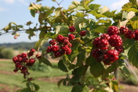 Canon EOS 5D Mark II, 2010:07:04 17:08:11 -- 1/160 sec, f/8.0.  No Flash, Compulsory.5616x3744 Off.