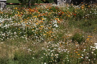 Canon EOS 5D Mark II, 2010:09:10 15:44:21 -- 1/400 sec, f/7.1.  No Flash, Compulsory.5616x3744 Off.