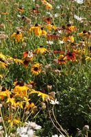 Canon EOS 5D Mark II, 2010:09:10 15:44:34 -- 1/250 sec, f/7.1.  No Flash, Compulsory.5616x3744 Off.