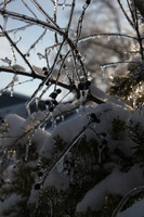 Canon EOS 5D Mark II, 2011:02:23 17:09:39 -- 1/320 sec, f/9.0.  No Flash, Compulsory.5616x3744 Off.