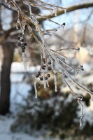 Canon EOS 5D Mark II, 2011:02:23 17:15:57 -- 1/125 sec, f/6.3.  No Flash, Compulsory.5616x3744 Off.