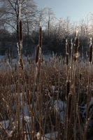 Canon EOS 5D Mark II, 2011:02:23 17:40:40 -- 1/250 sec, f/10.0.  No Flash, Compulsory.5616x3744 Off.