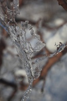 Canon EOS 5D Mark II, 2011:02:23 17:47:51 -- 1/320 sec, f/8.0.  No Flash, Compulsory.5616x3744 Off.