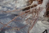 Canon EOS 5D Mark II, 2011:02:23 17:52:02 -- 1/400 sec, f/8.0.  No Flash, Compulsory.5616x3744 Off.