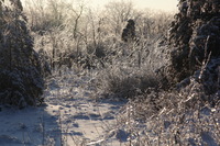 Canon EOS 5D Mark II, 2011:02:23 18:12:04 -- 1/400 sec, f/8.0.  No Flash, Compulsory.5616x3744 Off.