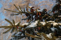 Canon EOS 5D Mark II, 2011:02:23 18:25:18 -- 1/160 sec, f/6.3.  No Flash, Compulsory.5616x3744 Off.