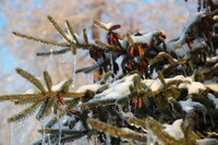 Canon EOS 5D Mark II, 2011:02:23 18:25:18 -- 1/125 sec, f/5.6.  No Flash, Compulsory.5616x3744 Off.