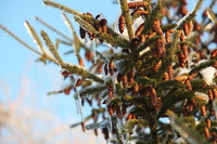 Canon EOS 5D Mark II, 2011:02:23 18:25:28 -- 1/125 sec, f/4.5.  No Flash, Compulsory.5616x3744 Off.