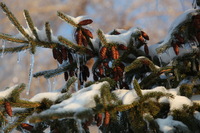 Canon EOS 5D Mark II, 2011:02:23 18:25:42 -- 1/200 sec, f/5.6.  No Flash, Compulsory.5616x3744 Off.